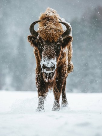 European bison in wintertime. Cold and snowfall concept