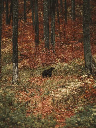 Téléchargez les photos : Ours brun dans la forêt d'automne - en image libre de droit