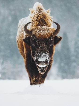 Foto de Bisonte en el bosque de invierno, nieve y montañas - Imagen libre de derechos
