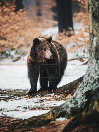 oso pardo en bosque de invierno