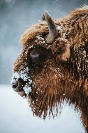 Téléchargez les photos : Close up of European bison in wintertime. Cold and snowfall concept - en image libre de droit