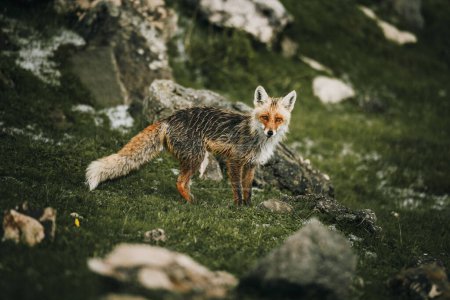 Téléchargez les photos : Gros plan de renard roux mouillé dans la nature - en image libre de droit