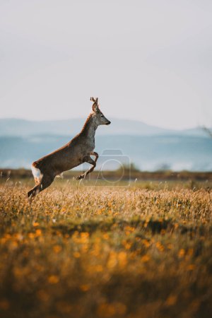 Photo for Majestic roe deer with large antlers approaching on green meadow in summer. - Royalty Free Image