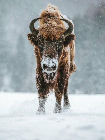 Foto de Portrait of European bison in wintertime. Cold and snowfall concept - Imagen libre de derechos