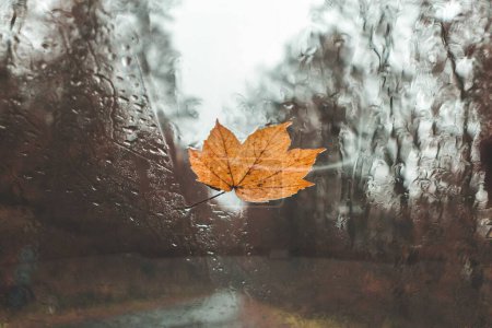Foto de Hoja de arce de otoño en vidrio con gotas de agua naturales - Imagen libre de derechos