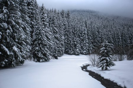 Téléchargez les photos : Paysage hivernal avec arbres enneigés et rivière dans les montagnes - en image libre de droit