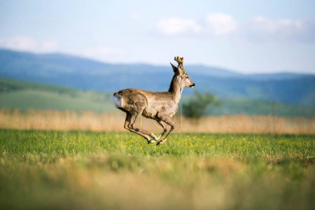 Téléchargez les photos : Young roe deer in jump on green meadow in summer. - en image libre de droit