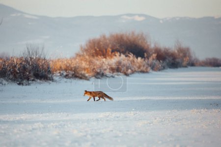 Foto de Red fox over white snow in wintertime - Imagen libre de derechos
