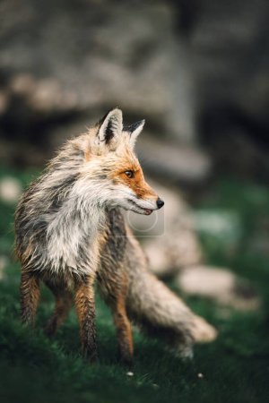 Foto de Retrato de un zorro rojo en el bosque de otoño - Imagen libre de derechos