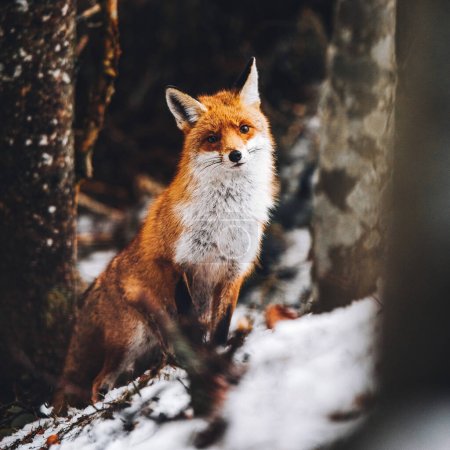 Foto de Portrait of a cute red fox in the wild forest - Imagen libre de derechos