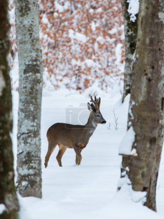 Téléchargez les photos : Roe deer (Capreolus capreolus) in the winter wild forest. - en image libre de droit