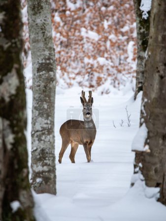 Foto de Retrato de un corzo macho joven en el bosque salvaje en temporada de invierno. - Imagen libre de derechos