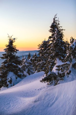 Téléchargez les photos : Soirée d'hiver avec des arbres enneigés dans la forêt - en image libre de droit