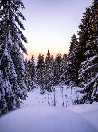 Foto de Hermoso paisaje de invierno con árboles cubiertos de nieve - Imagen libre de derechos