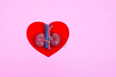 Photo for World kidney day, National Organ Donor Day, charity donation concept - Royalty Free Image