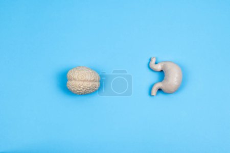 Brain, stomach model, Anatomical models of human brain and stomach, relationship of nervous and digestive system, relationship stomach and brain, how the stomach and brain work together at rest