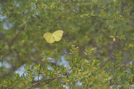 Photo for Yellow Butterfly, Coral Island, Thailand - Royalty Free Image