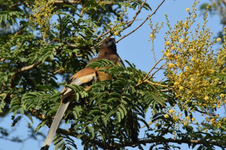 Téléchargez les photos : Rufous Treepie (Dendrocitta vagXoda) - en image libre de droit