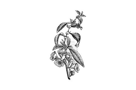 Illustration for Maule's Quince Cydonia Japonica Flower Engraving Vintage Vector Illustration - Royalty Free Image