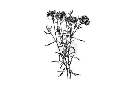 Ilustración de Grabado Dianthus Chinensis Flore Pleno Flowers Vintage Illustrations - Imagen libre de derechos