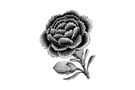 Ilustración de Grabado Flor de Dianthus Chinensis Heddewigii Flore Pleno Vintage Illustrations - Imagen libre de derechos