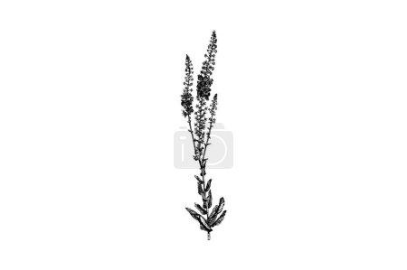 Illustration for Verbascum Phoeniceum Flowers Engraving Vintage Vector Illustration - Royalty Free Image