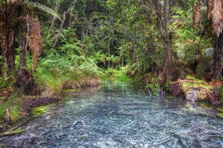 Photo for Whakarewarewa Forest in New Zealand - Royalty Free Image
