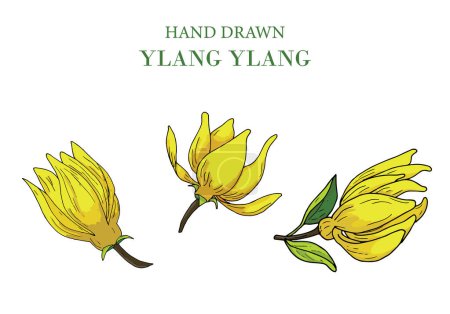hand drawn Ylang Ylang flower set, isolated on white background, vector illustration