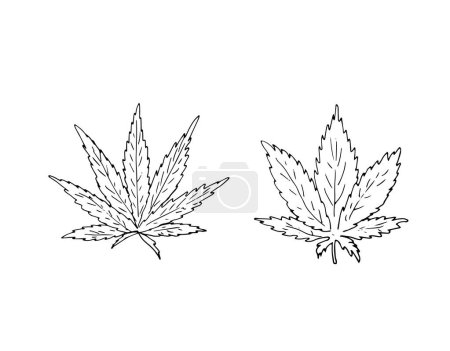Téléchargez les illustrations : Ensemble de feuilles de cannabis vectorielles. Indica et Sativa partent. Icône de feuille de cannabis. Illustration vectorielle - en licence libre de droit