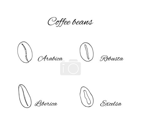 Téléchargez les illustrations : Dessiné à la main 4 types de grains de café. Arabica, Robusta, Excelsa et Liberica. - en licence libre de droit