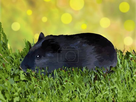 Foto de Un conejillo de indias negro aislado en la hierba. Este roedor también se conoce popularmente como conejillo de indias y pra-do-reino. - Imagen libre de derechos