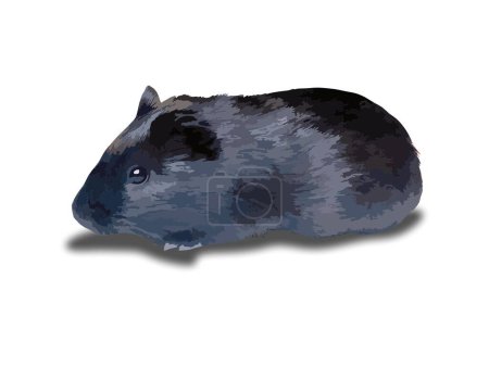 Foto de La ilustración vectorial muestra un conejillo de indias negro aislado sobre fondo blanco - Imagen libre de derechos