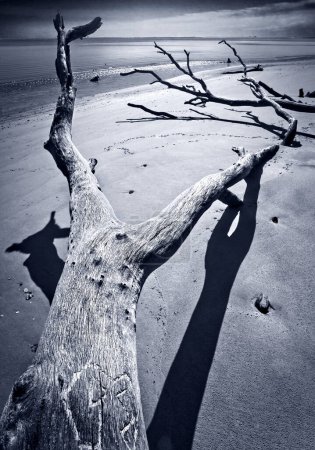 Photo for Dead tree branch on the beach - Royalty Free Image