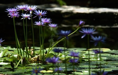 Téléchargez les photos : Lilies float on top of a pond - en image libre de droit