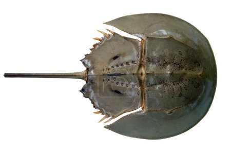Foto de Cangrejo de herradura o polifemo Limulus en la superficie superior disparado desde la vista superior aislado sobre fondo blanco. Mariscos - Imagen libre de derechos