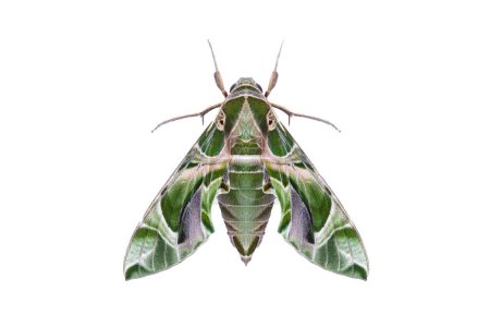 Photo for Oleander hawkmoth (Daphnis nerii) isolated on white background with clipping path, night insect, night butterfly - Royalty Free Image