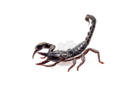 Photo for Emperor Scorpion isolated on white background - Royalty Free Image