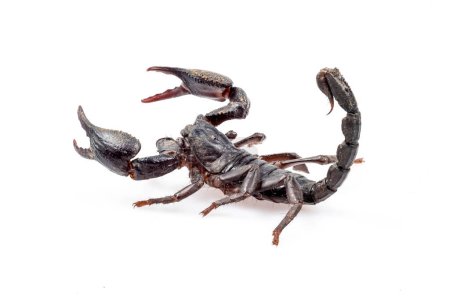 Photo for Emperor Scorpion isolated on white background - Royalty Free Image