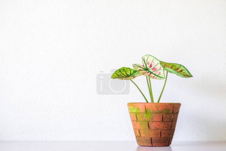 Téléchargez les photos : Caladium Plante en pot d'argile orange isolée sur fond blanc. Caladium vert feuilles usine purificateur d'air intérieur, salon - en image libre de droit