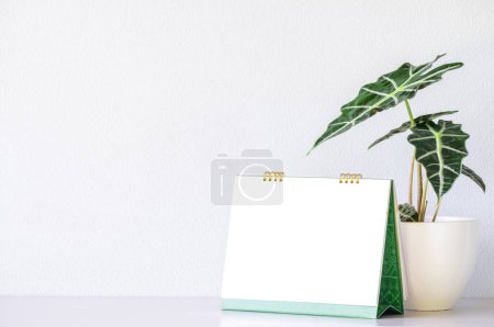 Wandkalender-Attrappe und Alocasia sanderiana Bull oder Alocasia Plant auf weißem Wandhintergrund. Hohe Auflösung.
