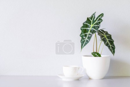Téléchargez les photos : Tasse à café blanche et Alocasia sanderiana Bull ou Alocasia Plant sur la table et fond mural blanc - en image libre de droit