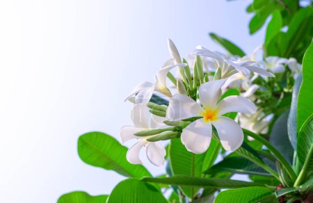 Photo for Jampha or Lelawadee(Plumeria) is a group of plants in the genus Plumeria, in full bloom in garden, around green leaf soft blur for background, selective focus point, macro - Royalty Free Image