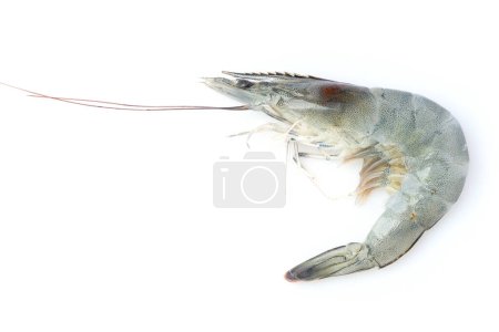 Photo for Pacific white shrimp isolated on white background close up closeup macro shot. - Royalty Free Image