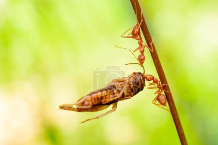 hormiga roja, acción que ayuda para la comida en el árbol grande de la rama, en el jardín entre el fondo borroso de las hojas verdes, foco selectivo del ojo y fondo negro, macro