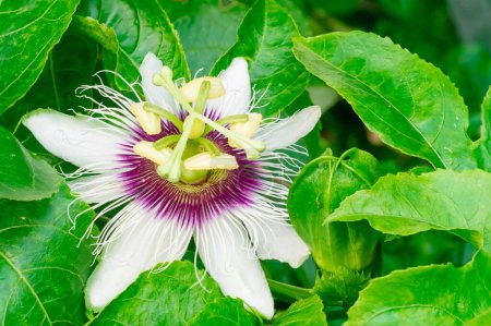 Téléchargez les photos : Close Up of a flowering Passiflora Caerulea. This plant is also known as passion flowers or passion vines, and this particular species is knows as the blue passionflower or blueccrown passionflower. - en image libre de droit