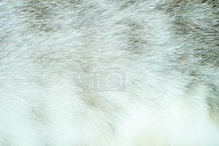 Foto de Pelo de gato blanco natural de un animal en el fondo de cerca, puntos de enfoque selectivo - Imagen libre de derechos