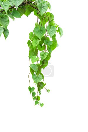 Téléchargez les photos : Vignes jungle torsadées plante de liane Vigne rampante Cowslip (Telosma cordata) avec des feuilles vertes en forme de coeur isolées sur fond blanc, chemin de coupe inclus - en image libre de droit