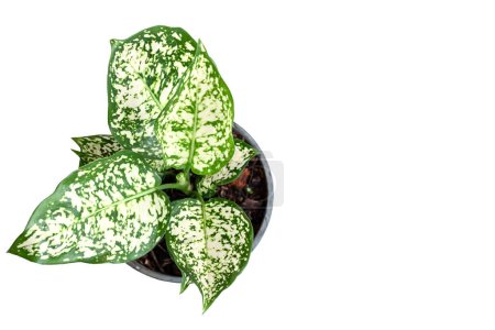 Aglaonema foliage, Spring Snow Chinese Evergreen, Exotic tropical leaf, isolated on white background with clipping path, top view