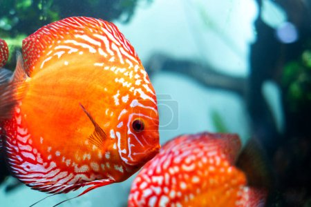 Téléchargez les photos : Discus coloré (poisson pompadour) nagent dans un aquarium. Symphysodon aequifasciatus est un cichlidé américain originaire de l'Amazone, en Amérique du Sud, populaire comme poisson d'aquarium d'eau douce. - en image libre de droit