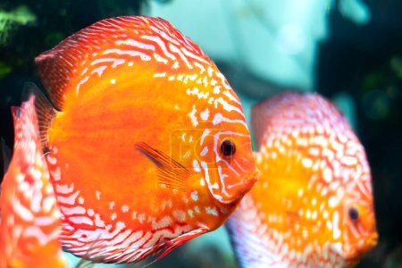 Colorful discus (pompadour fish) are swimming in fish tank. Symphysodon aequifasciatus is American cichlids native to the Amazon river, South America,popular as freshwater aquarium fish.